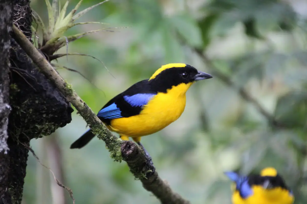 Blue winged Tanager Bellavista