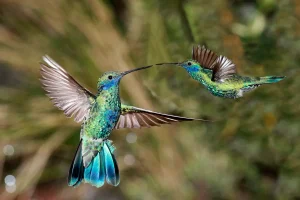 birding lodges