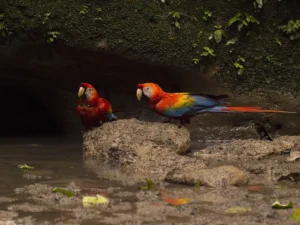 Guacamayo escarlata