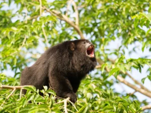 Howler monkey