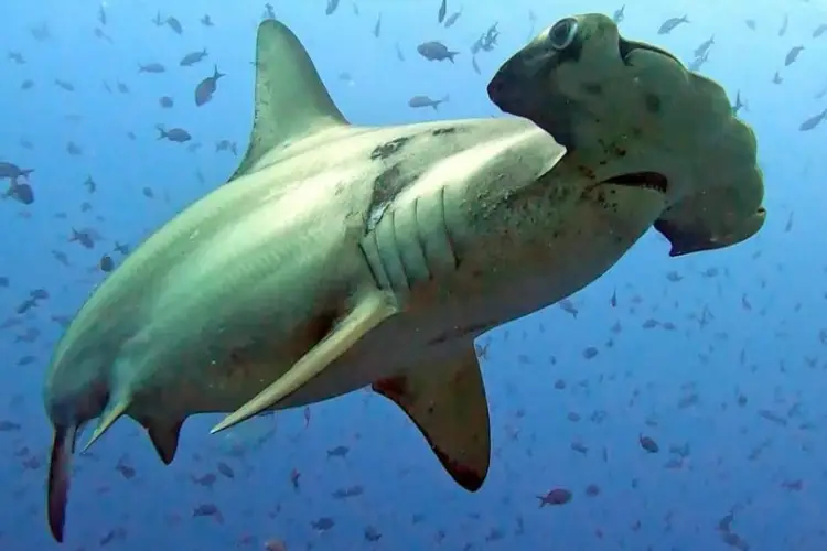 shark