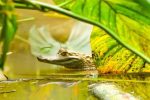 Ecuadorian Amazon