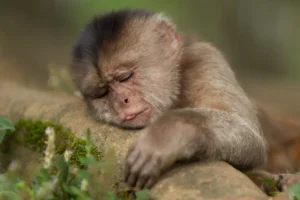 Capuchin Monkey