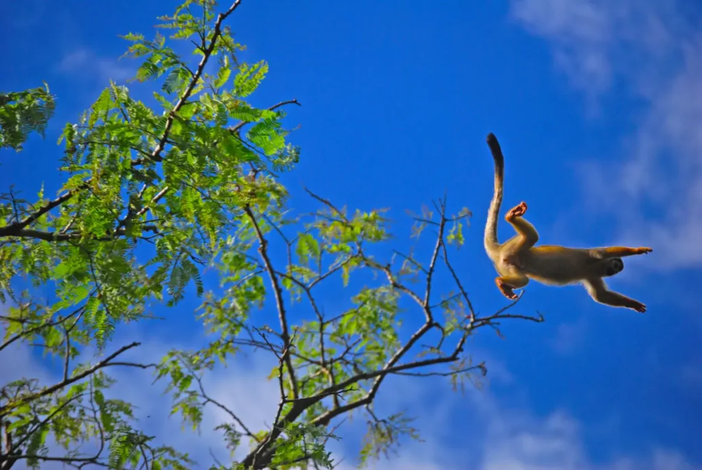 Monkey Yasuni