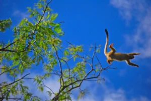 Monkey Yasuni