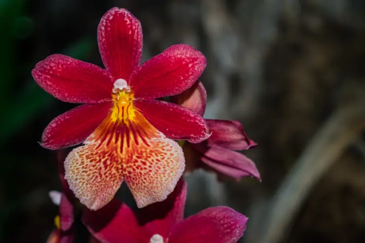 Orquídea de Cambria Burregeara Nelly Islery (Oncidium hybrid orchid), con fondo selvático