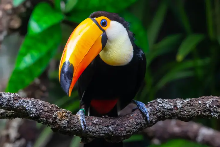 Un tucán de pico anaranjado posado en una rama de árbol. Pájaro tropical. Pájaro de plumas negras. Pájaro sobredimensionado