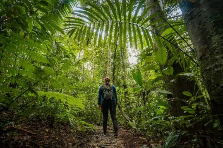 Bamboo-walk