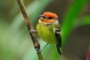 Tandayapa Birding Lodge