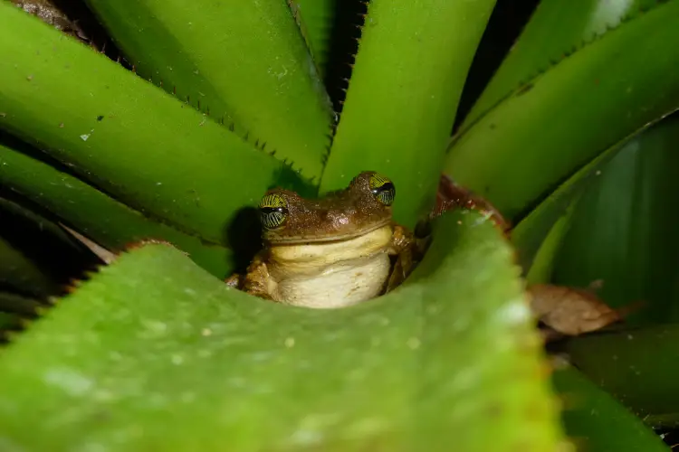 frog cuyabeno lodge
