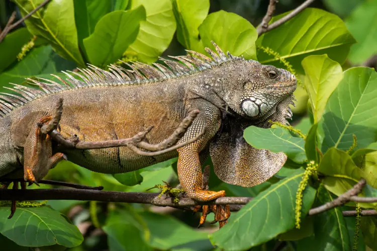 Mandala Lodge - Iguana
