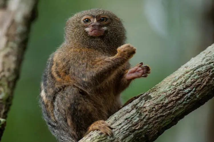 Monkey-Pygmy-Marmoset