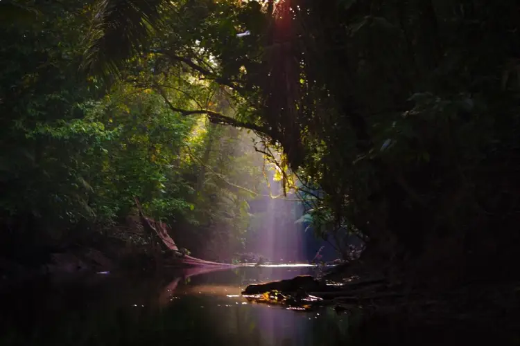 yasuni ecolodge Rainforest