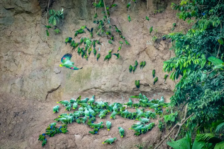 Yasuni Ecolodge loros