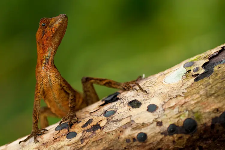 yasuni ecolodge anolis ecuatoriano