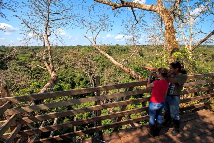 yasuni ecolodge birding