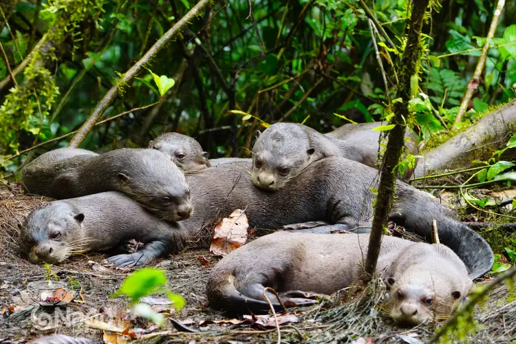 yasuni ecolodge nutrias