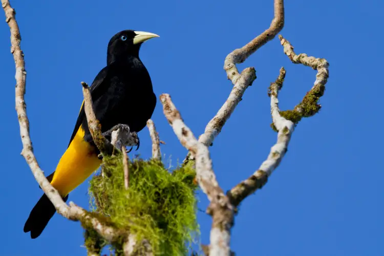oropendola