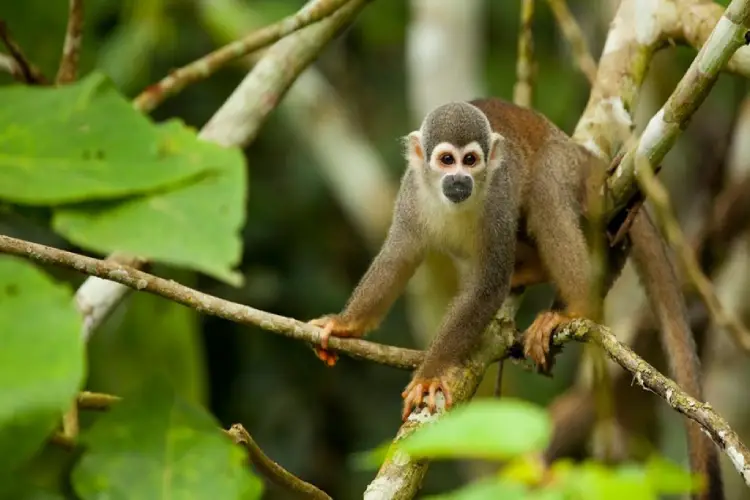 casa-suizo-monkey