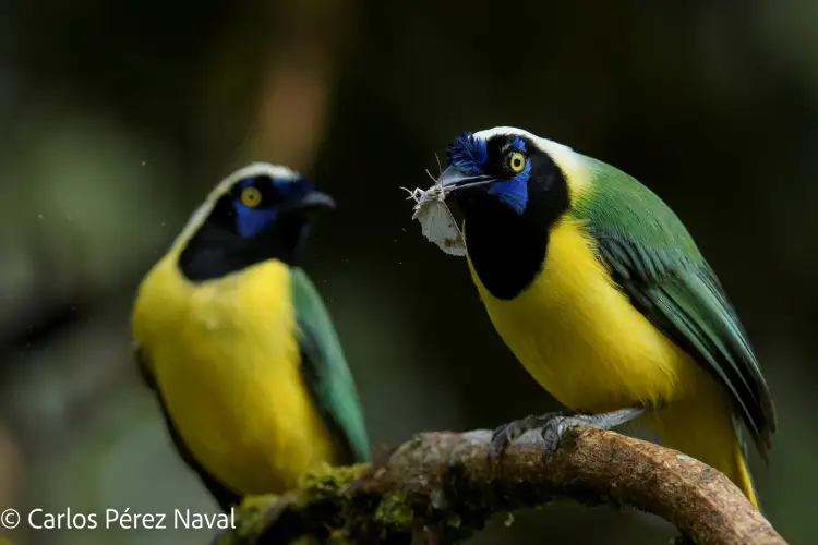 birding san isidro