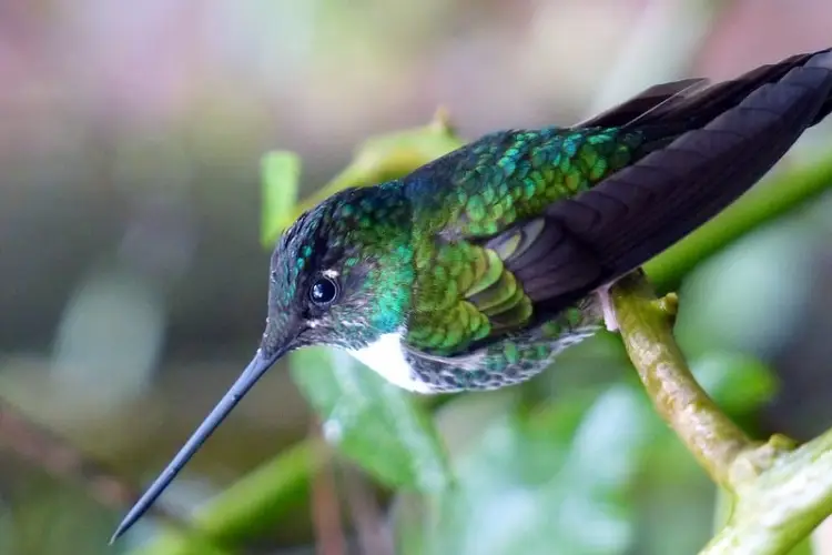 collared-inca