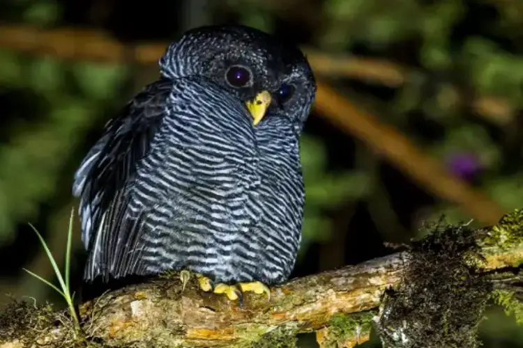 san isidro bird (1)