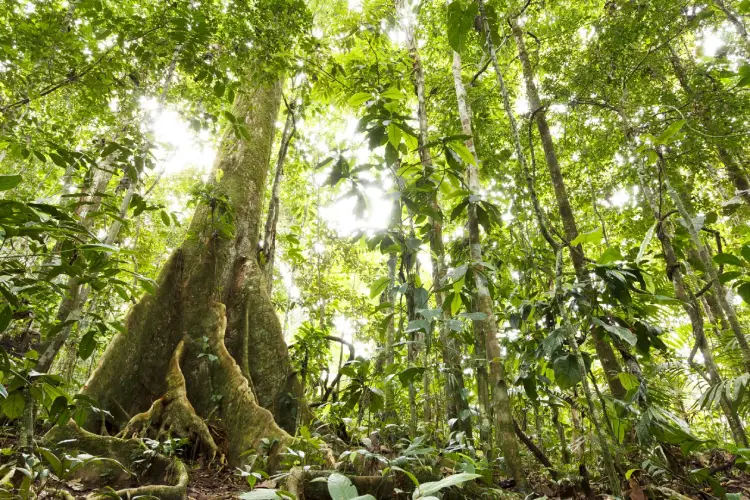 Amazon Tree