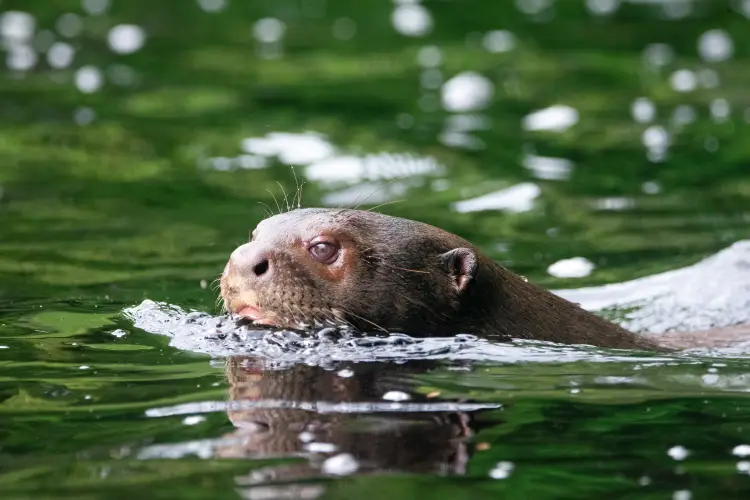 killas experiencie nutria
