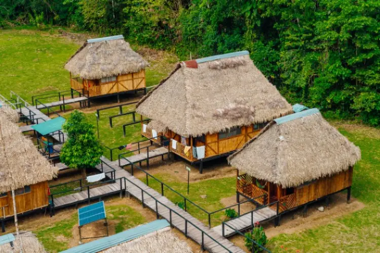 Where the Jungle Comes Alivedge
