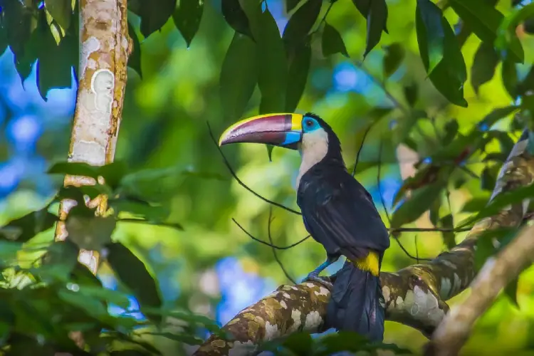 Green Forest Ecolodge tucan