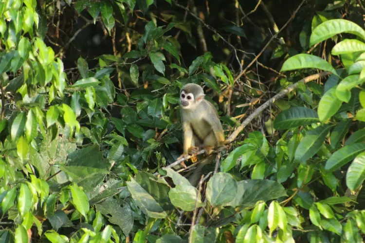 waita lodge monkey