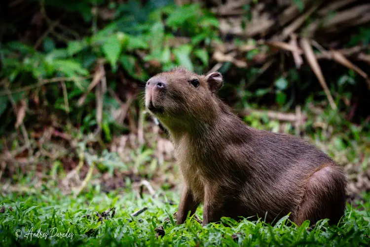 Garzacocha - Lagartococha capibara