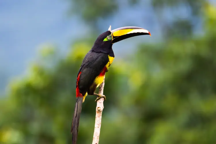 yasuni ecolodge Many-banded Aracari
