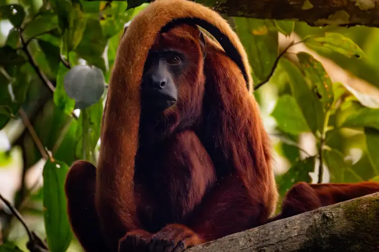 yasuni ecolodge mono