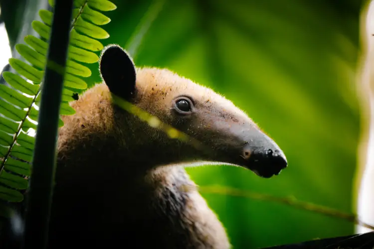 yasuni ecolodge oso