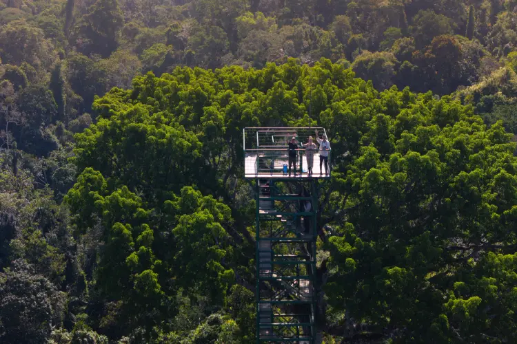 yasuni lodge tower
